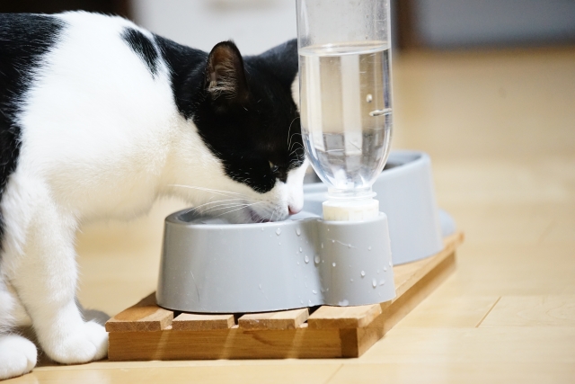 自動給餌器についている給水器から水を飲む猫