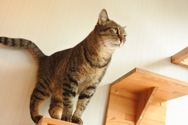 キャットステップに登る猫