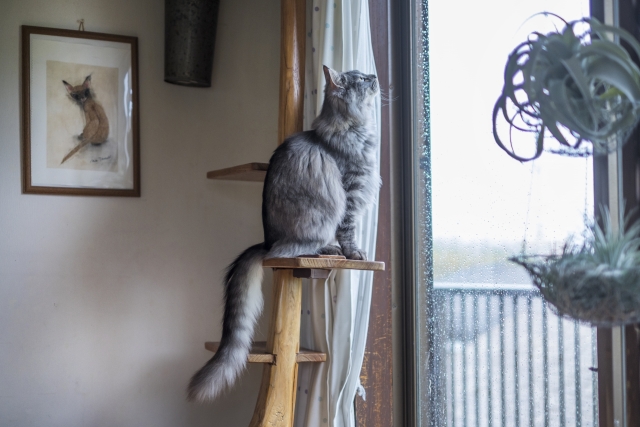 突っ張りタイプのキャットタワーに登る猫