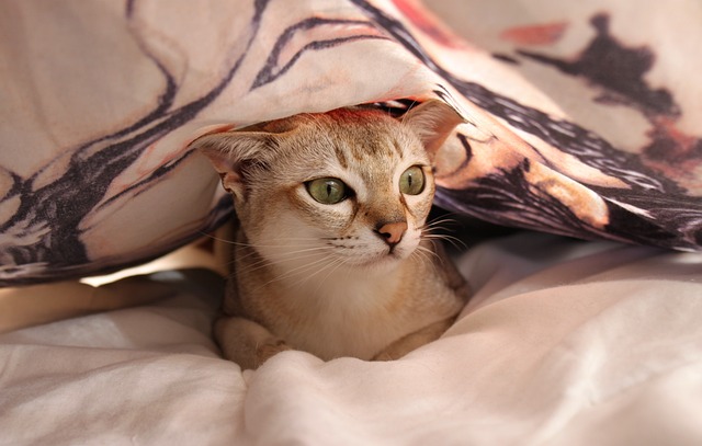 ベッドでくつろぐ猫
