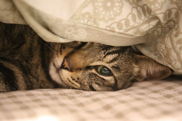 ベッドで寝る猫