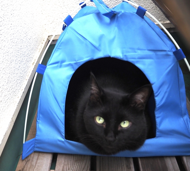猫用テント