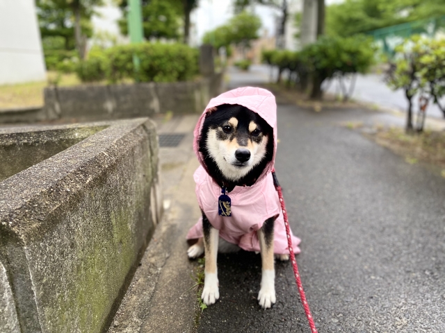 犬用レインコートを着てお散歩をする犬