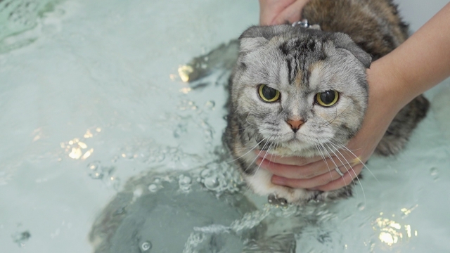 猫を洗う