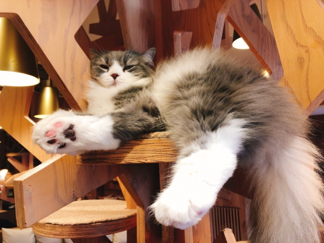 木製のキャットタワーでくつろぐ猫