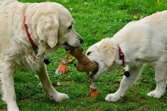 ロープのおもちゃで遊ぶ犬たち