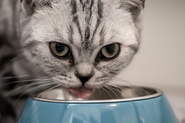 猫用スープを飲む猫