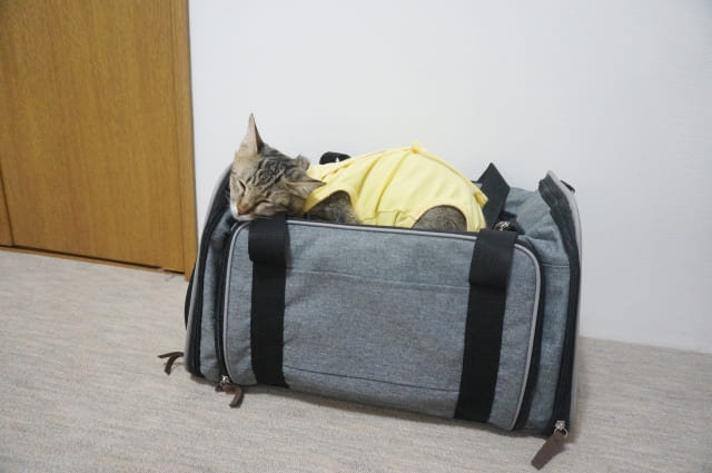 猫用キャリーバッグに猫が入らない
