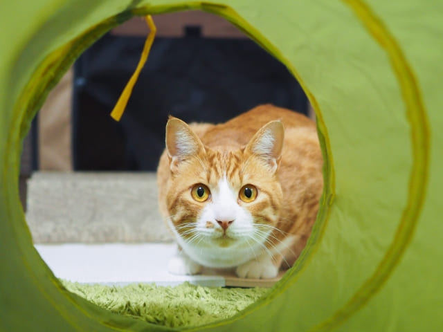 猫と猫トンネル