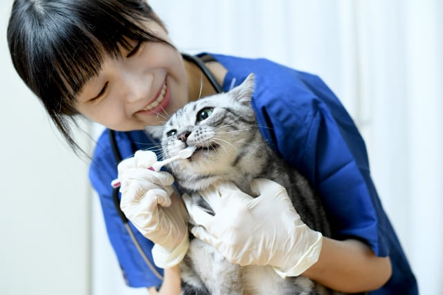猫のデンタルケアをする獣医