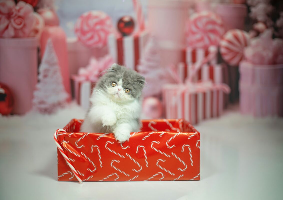 プレゼント箱に入っている猫のぬいぐるみ