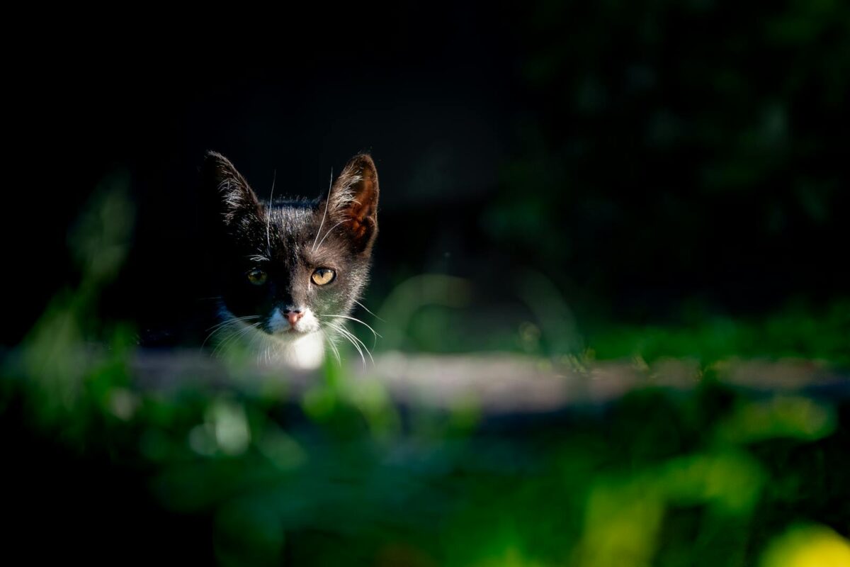 夏に過ごす猫の様子