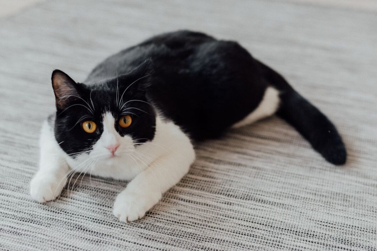 室内で飼い主とくつろぐ猫