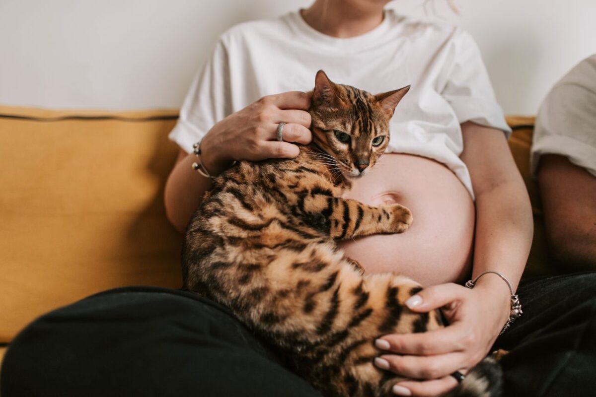 妊娠後期の女性のおなかに寄り添う猫