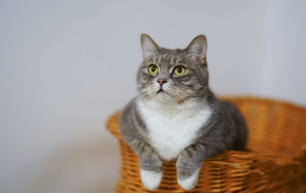 やわらかい場所でくつろぐ猫