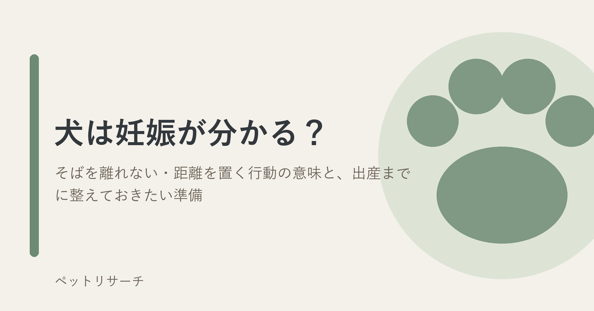 犬の肉球をかたどった図と、記事タイトル「犬は妊娠が分かる？」を配したアイキャッチ画像