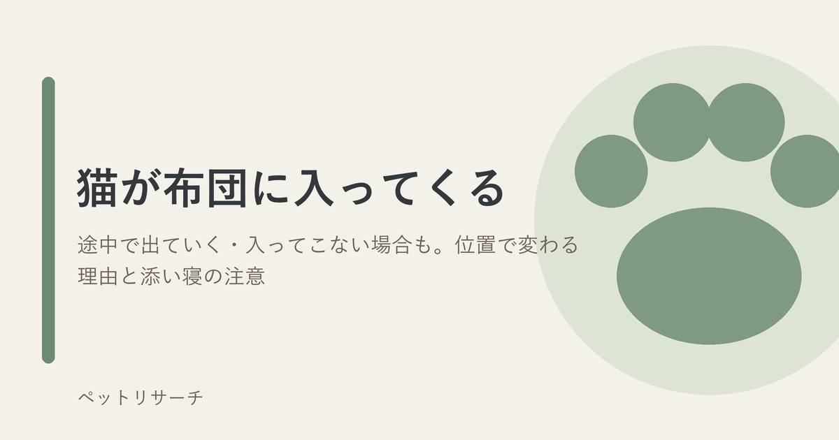 猫が布団に入ってくる理由と寝る位置の意味
