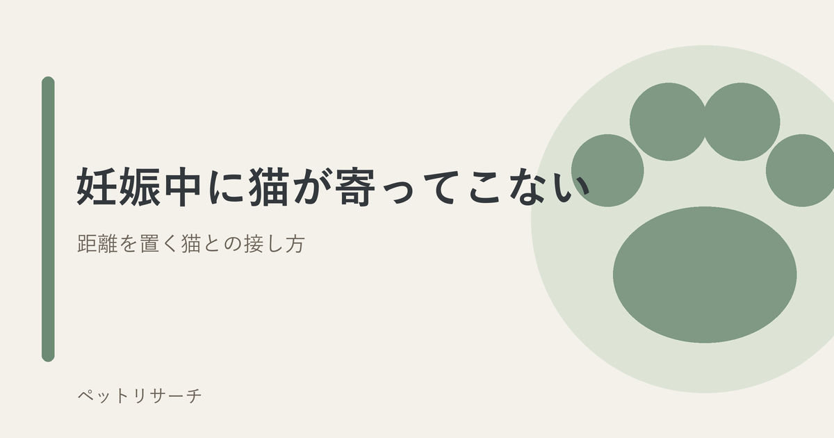 妊娠中に猫が距離を置くことをテーマにしたアイキャッチ画像